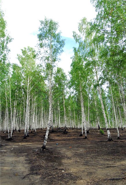 лес после кислотного дождя