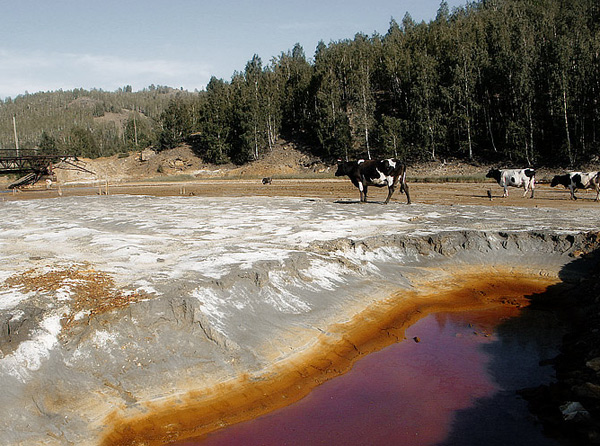 альпийские луга
